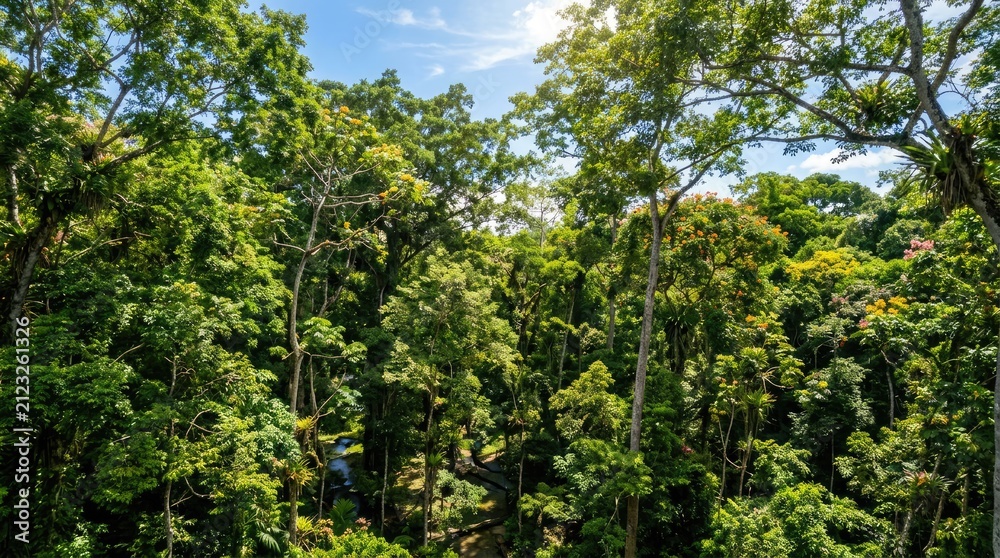 Fototapeta premium Dense green forest canopy looking up through trees.
