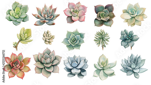 Various watercolor succulents in png. clipart with no background, desert plants