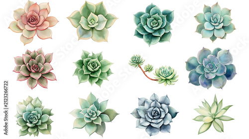 Various watercolor succulents in png. clipart with no background, desert plants