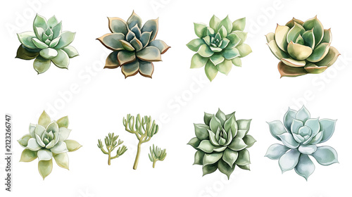 Various watercolor succulents in png. clipart with no background, desert plants