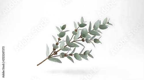 Eucalyptus branch with fresh green leaves on white