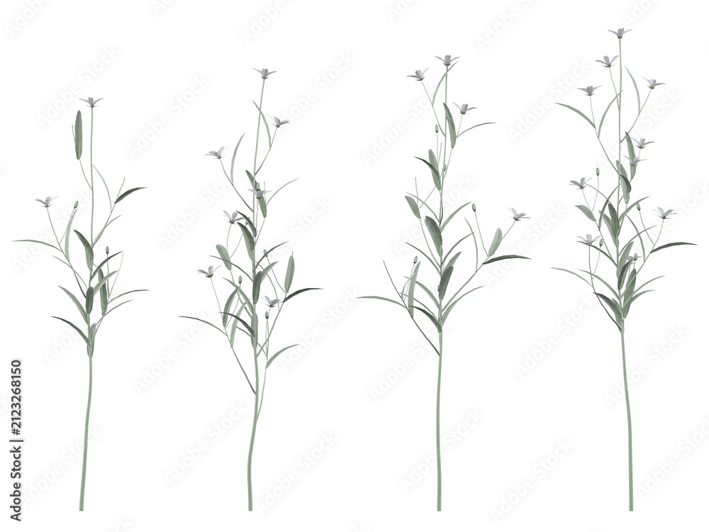 Fototapeta premium Mouse-ear Chickweed Isolated PNG, Flowering Wildflower, Transparent Background