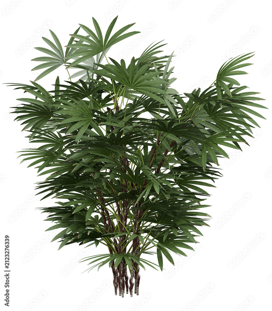 Fototapeta premium Lady Palm Isolated PNG, Multi Stem Fan Palm, Transparent Background