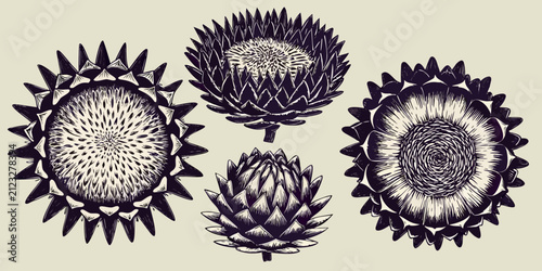 Obraz na plátně Thistle Plants Detailed Botanical Engravings Vintage Style Illustration