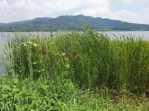 Foto Cattail Wetland Beside a Scenic Mountain Lake Under Summer Sky