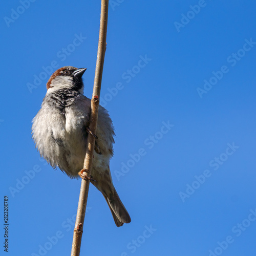 Male House Sparrow Perched on Twig Looking Forward⁠
