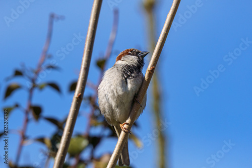 Male House Sparrow Perched on Twig Looking Forward⁠