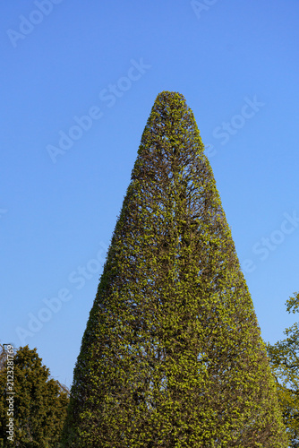Conical Topiary Tree in Lednice Castle Garden⁠