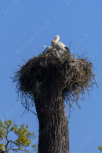 White Storks Nesting on Tree in Lednice