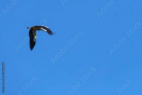 White Stork Flying in Blue Sky over Lednice⁠