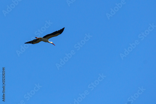 White Stork Flying in Blue Sky over Lednice⁠