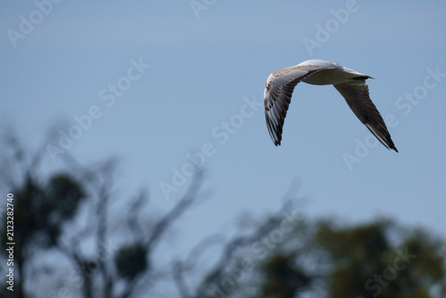 Gull Flying Over Trees in Lednice⁠