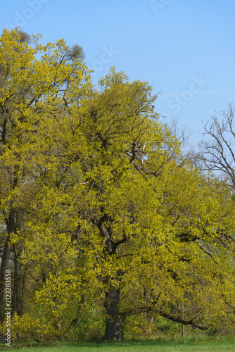 Large Oak Tree in Spring at Lednice Park⁠