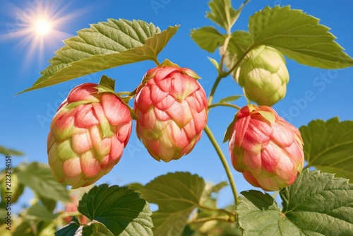 Close up of fresh green hop cones on bine backlit by warm sunlight against blue sky