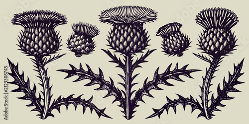 Obraz na plátně Thistle Plants Detailed Botanical Engravings Vintage Style Illustration