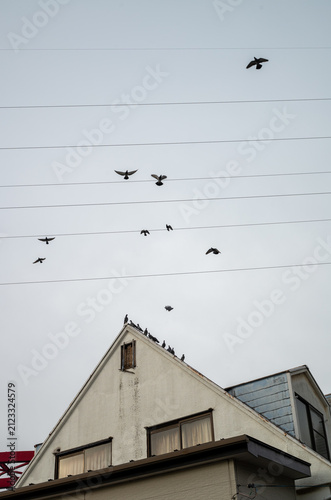 Photography Vertical composition of pigeons flying among power lines above a building roof w