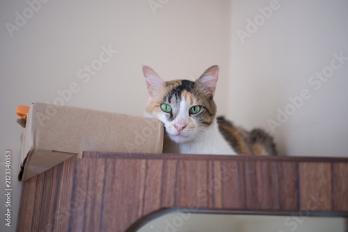 Картината върху платно Calico cat peeking curiously from behind a cardboard box with an orange tab visible