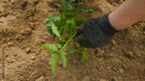 Seasonal planting of young tomato bushes. Dwarf Tomatoes.	