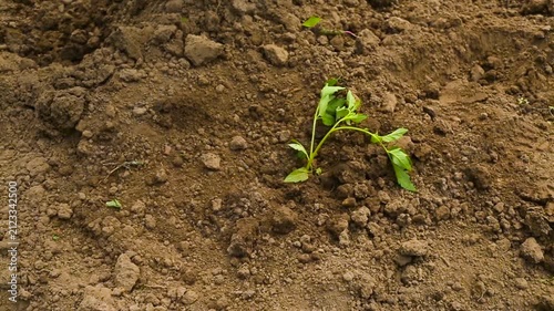 Seasonal planting of young tomato bushes. Dwarf Tomatoes.	