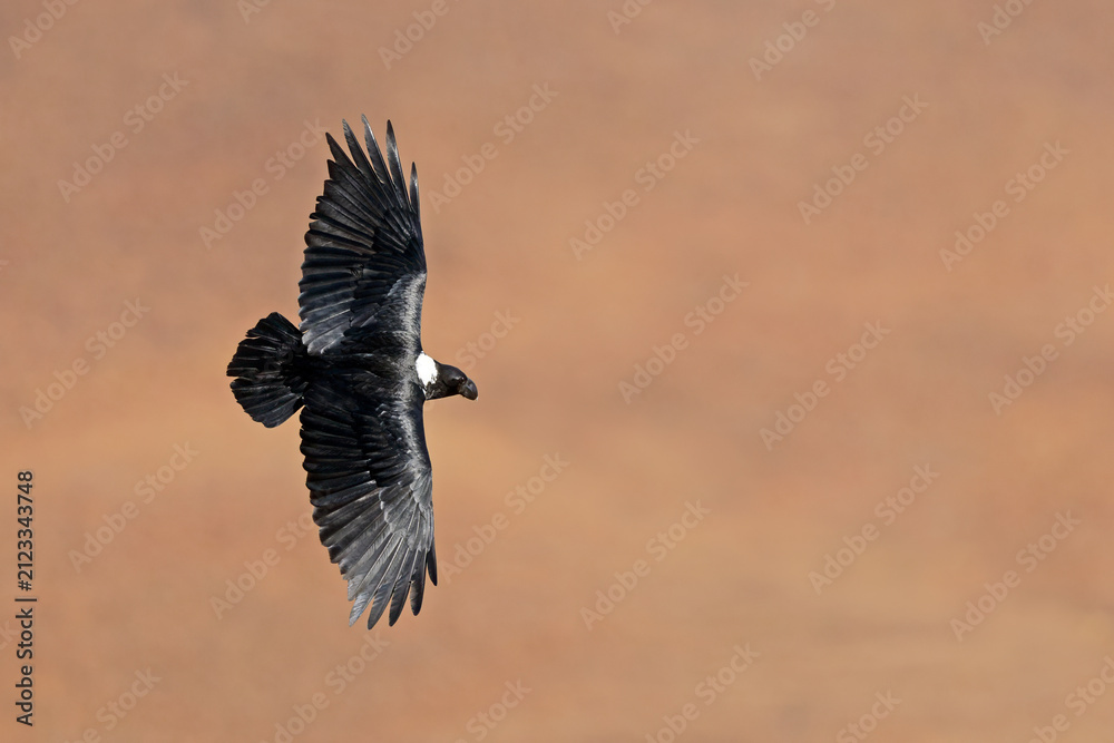 Naklejka premium A white-necked raven (Corvus albicollis) in flight with open wings, South Africa