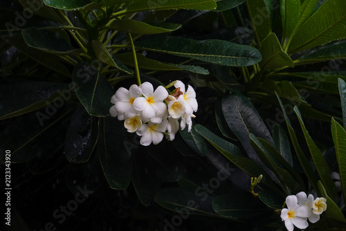 Delicate white plumeria flowers with water droplets on dark green leaves
