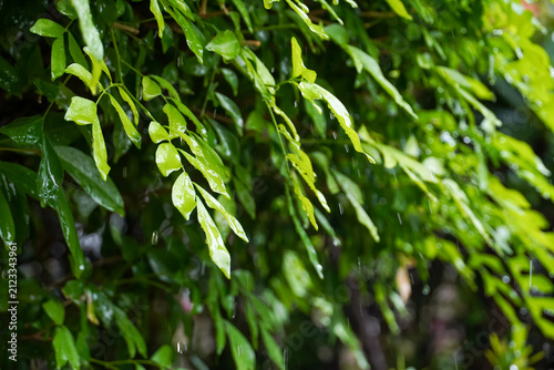 Close-up of lush green leaves glistening with fresh raindrops in soft natural light