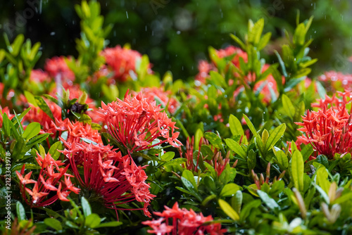 Vibrant red Ixora flowers bloom in the gentle rain, showcasing their delicate petals