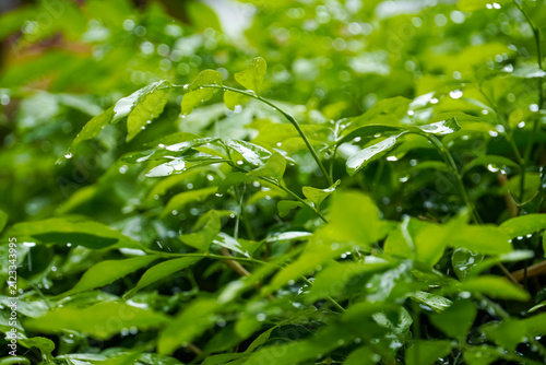 Vibrant green leaves glistening with fresh water droplets after a refreshing rain shower