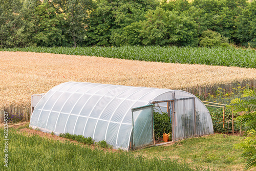 Foto Small plastic polytunnel greenhouse stands open beside ripening wheat and corn fields on a sunny summer farm