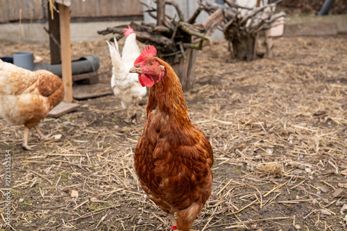 Single brown hen walking in outdoor farmyard with chickens