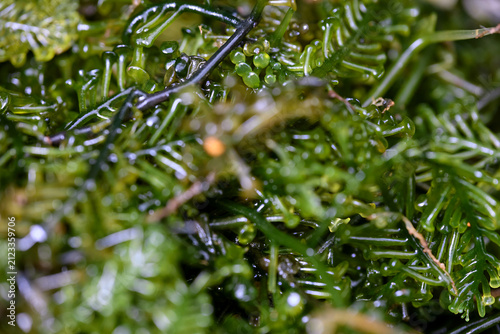 Green Sea Grapes Seaweed Macro Photograph

