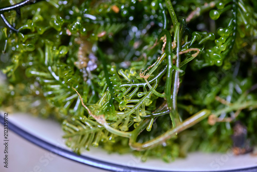 Green Sea Grapes Seaweed Macro Photograph
