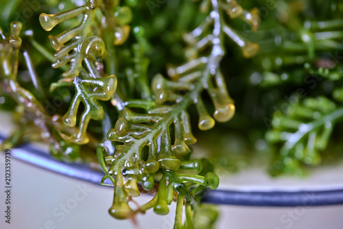 Green Sea Grapes Seaweed Macro Photograph
