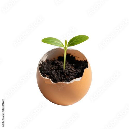 A small seedling sprouting from a biodegradable planting pot