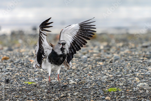 Obraz na płótnie Southern Lapwing (Vanellus chilensis) flapping wings