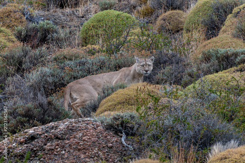 Photography Male Puma, Mountain Lion or cougar (Puma concolor) Walking Through Rugged Patagonian Terrain