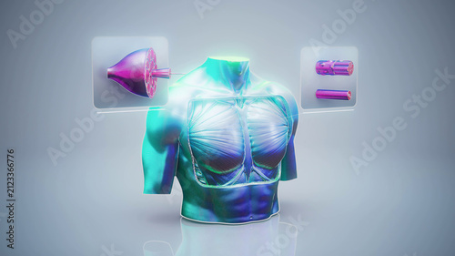 Conceptual 3D illustration of pectoral muscle anatomy