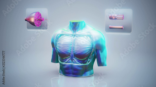 Conceptual 3D illustration of pectoral muscle anatomy