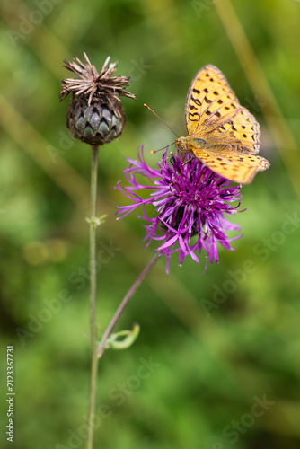 Silver-washed fritillary butterfly feeding on a purple knapweed flower beside a dried seed head. Colorful summer meadow wildlife scene with soft green bokeh and natural sunlight.