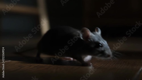 Close-up of a house mouse indoors, exploring wooden floors