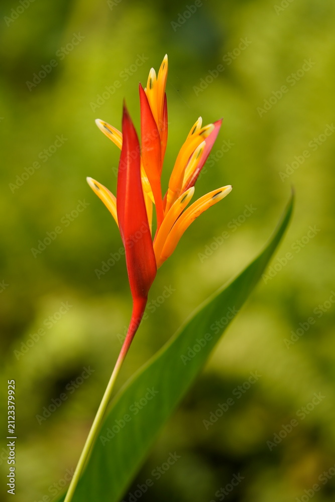 Fototapeta premium Heliconia hirsuta common names are Hairy Heliconia, False Bird of Paradise, Wild Plantain and scientific name is Heliconia hirsuta.