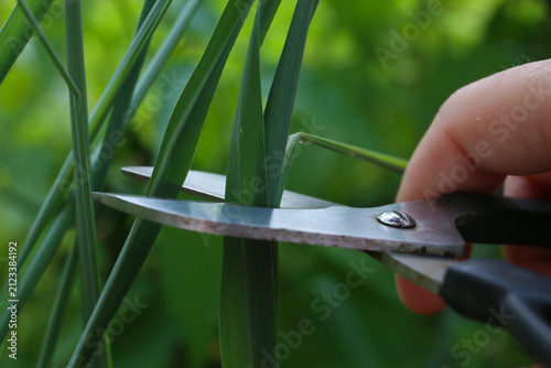 harvesting of fresh lemongrass leaves. Cymbopogon citratus
