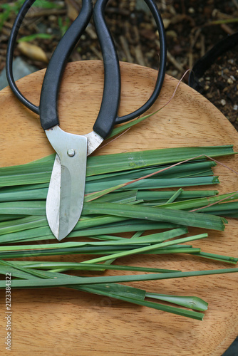 harvesting of fresh lemongrass leaves. Cymbopogon citratus