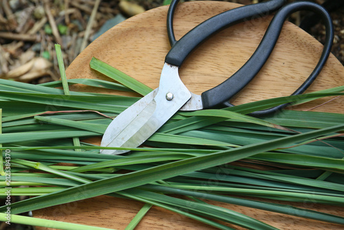 harvesting of fresh lemongrass leaves. Cymbopogon citratus