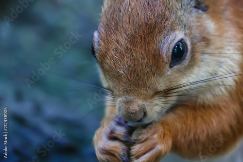 Konstfotografi A gray-red squirrel eats on the ground. Side view