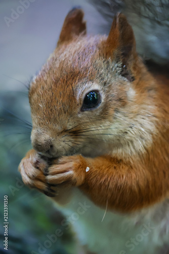 Konstfotografi A gray-red squirrel eats on the ground. Side view