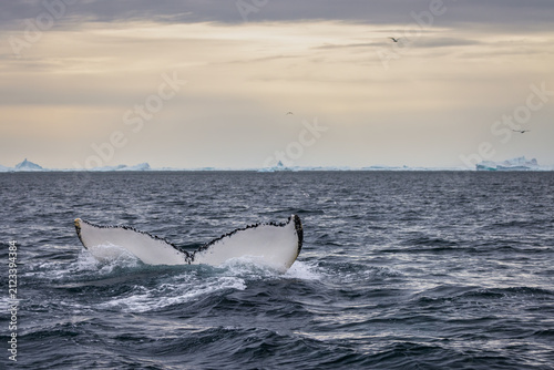 Humpback Whale Tail in Ilulissat Icefjord in Greenland