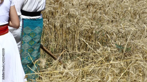 Woman farmer in traditional folk costume with hat is reaping wheat manually with a scythe, harvest in the traditional rural way.