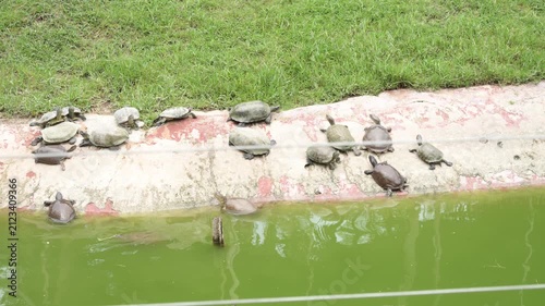 Water Turtles Relaxing on Riverbank at Wildlife Park Pond