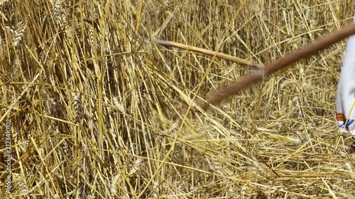 Woman farmer in traditional folk costume with hat is reaping wheat manually with a scythe, harvest in the traditional rural way.